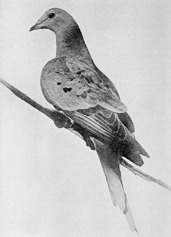 The last passenger pigeon - Martha
