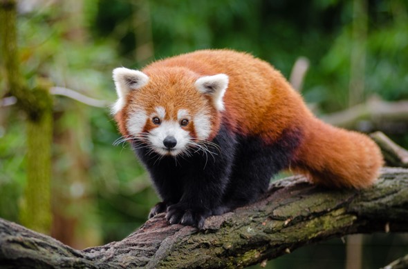 Red Panda - Ailurus fulgens - The animal from which Firefox web browser takes its name