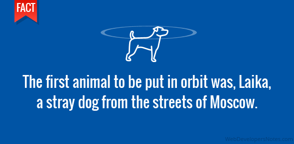 The first animal to be put in orbit was, Laika, a stray dog from the streets of Moscow.