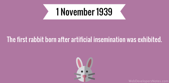First artificial insemination rabbit exhibited